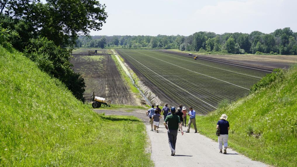 A group of people walk down a road to a celery field